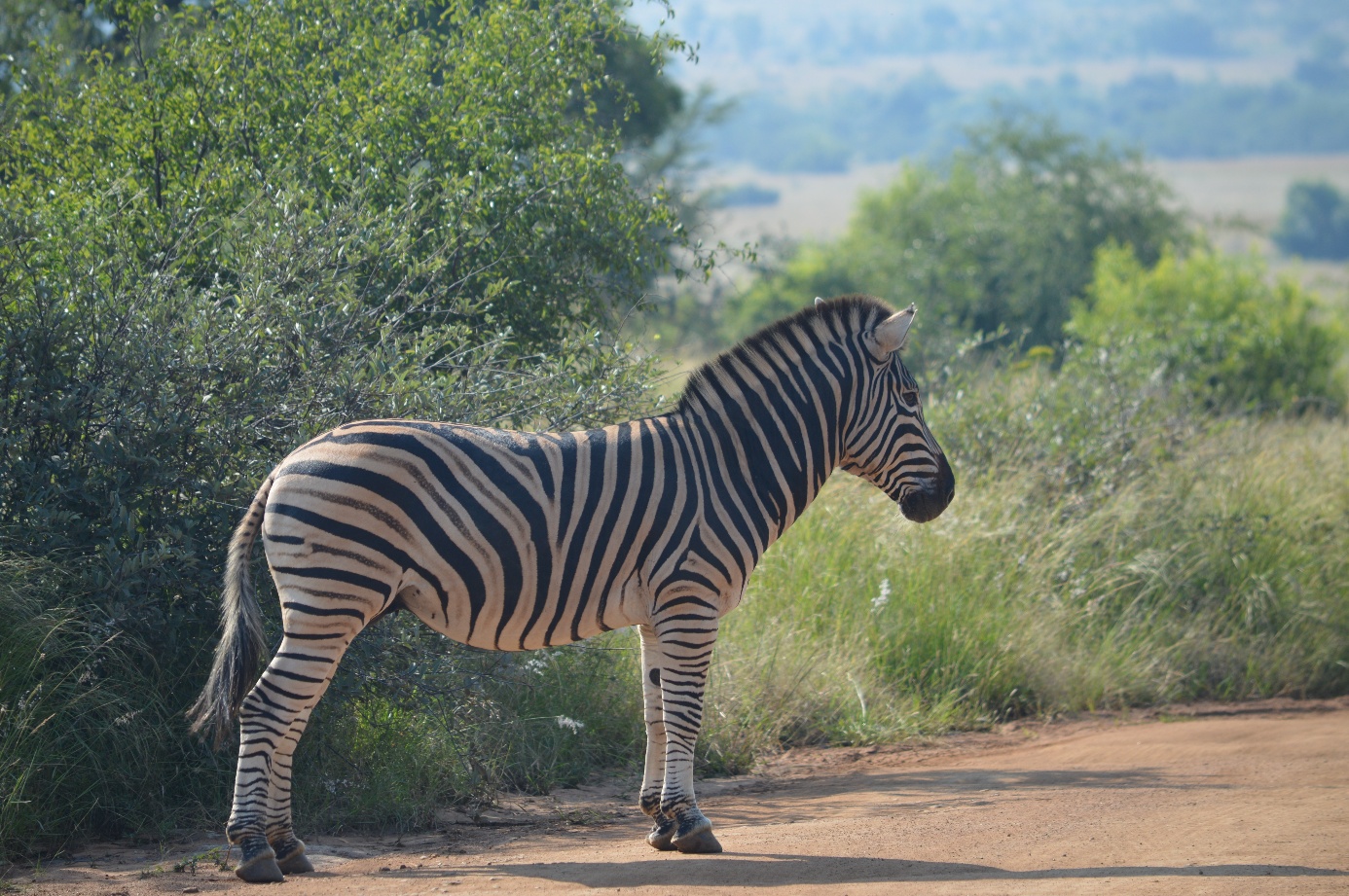 Afbeelding met buitenshuis, zoogdier, zebra, boom

Door AI gegenereerde inhoud is mogelijk onjuist.