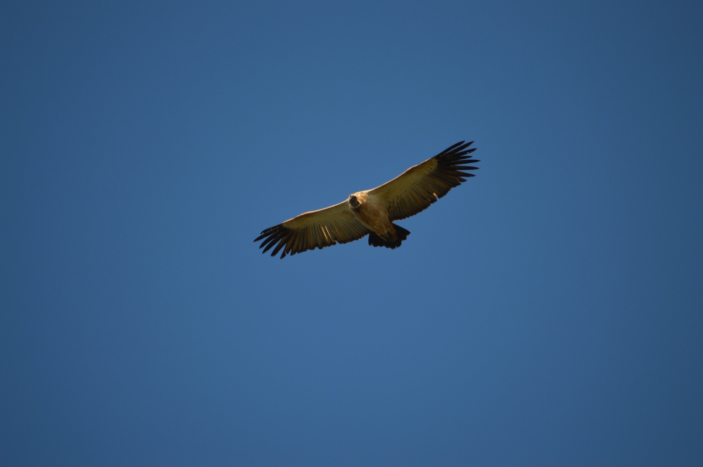 Afbeelding met vogel, buitenshuis, hemel, roofvogel

Door AI gegenereerde inhoud is mogelijk onjuist.