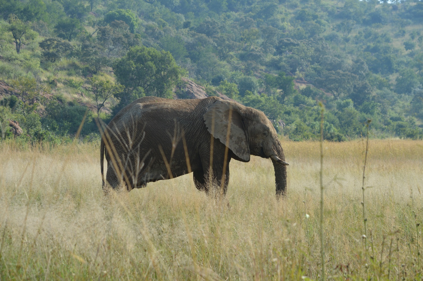 Afbeelding met zoogdier, buitenshuis, gras, olifant

Door AI gegenereerde inhoud is mogelijk onjuist.